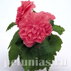 Бегония Nonstop Pink - 5 шт 10263 - фото 1408
