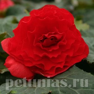 Бегония Nonstop Red - 5 шт 10264 - фото 1409