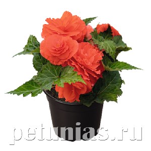 Бегония Nonstop Salmon - 5 шт 10266 - фото 1411
