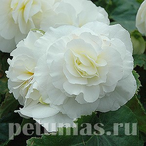 Бегония Nonstop White Improved - 5 шт 10268 - фото 1413