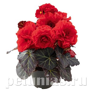 Бегония Nonstop Mocca Cherry - 5 шт 10272 - фото 1419