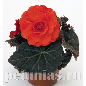 Бегония Nonstop Mocca Deep Orange - 5 шт 10273 - фото 1420