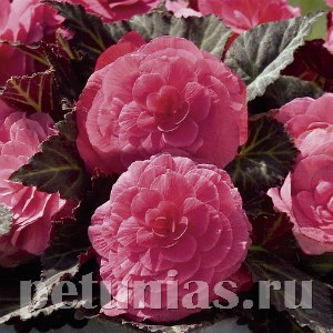 Бегония Nonstop Mocca Pink Shades - 5 шт 10275 - фото 1422