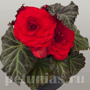 Бегония Nonstop Mocca Red - 5 шт 10276 - фото 1423