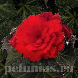 Бегония Nonstop Mocca Scarlet - 5 шт 10277 - фото 1424