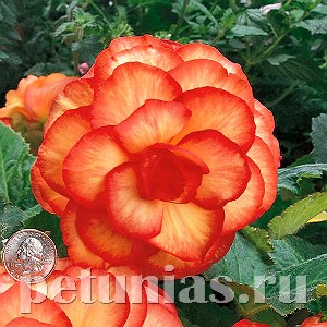 Бегония On Top Sunset Shade - 5 шт 10285 - фото 1435