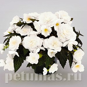 Бегония Nonstop JOY Mocca White - 5 шт 10287 - фото 1439