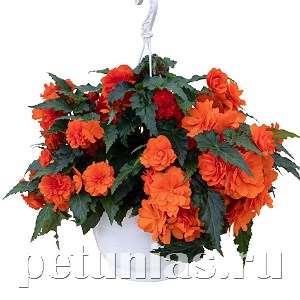 Бегония Nonstop JOY Orange - 5 шт 10288 - фото 1440