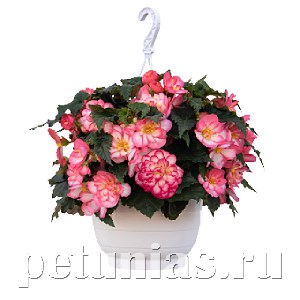 Бегония Nonstop JOY Rose Picotee - 5 шт 10291 - фото 1443