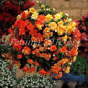 Бегония Illumination Apricot - 5 шт 10293 - фото 1446