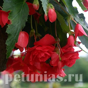 Бегония Illumination Rose - 5 шт 10297 - фото 1450