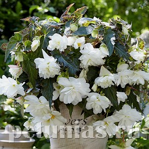Бегония Illumination White - 5 шт 10300 - фото 1452