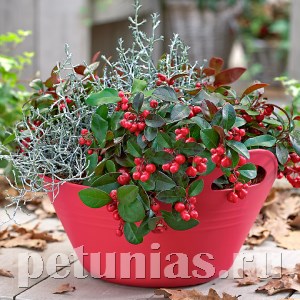Гаультерия Merry Berry Big Red - 5 шт 10530 - фото 1473