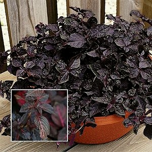 Ирезине Purple Lady - 3 шт 10646 - фото 1477