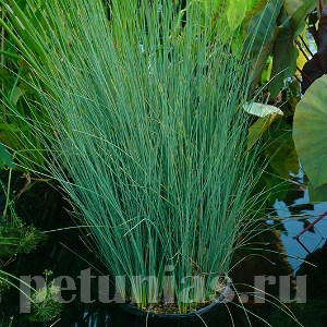 Джункус Blue Arrows - 3 шт 10640 - фото 1479