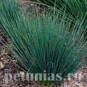 Джункус Blue Dart - 3 шт 10641 - фото 1480