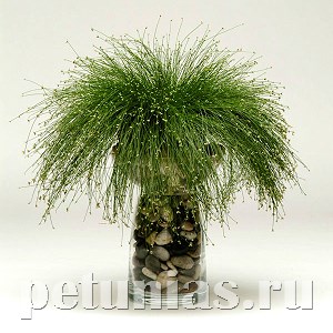 Изолепис изящный Live Wire - 3 шт 10645 - фото 1484