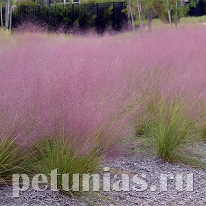 Мюленбергия власовидная Ruby - 3 шт 10787 - фото 1489
