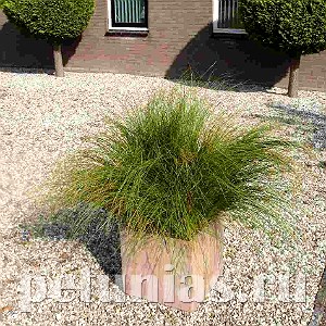 Осока Phoenix Green - 3 шт 10629 - фото 1493