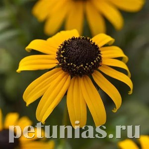 Рудбекия Goldblitz - 5 шт 11160 - фото 1499