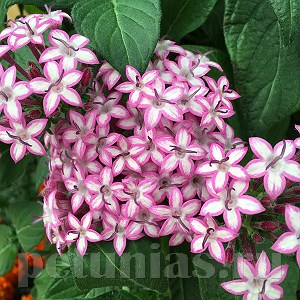 Пентас Glitterati Purple Star - 5 шт 10825 - фото 1500