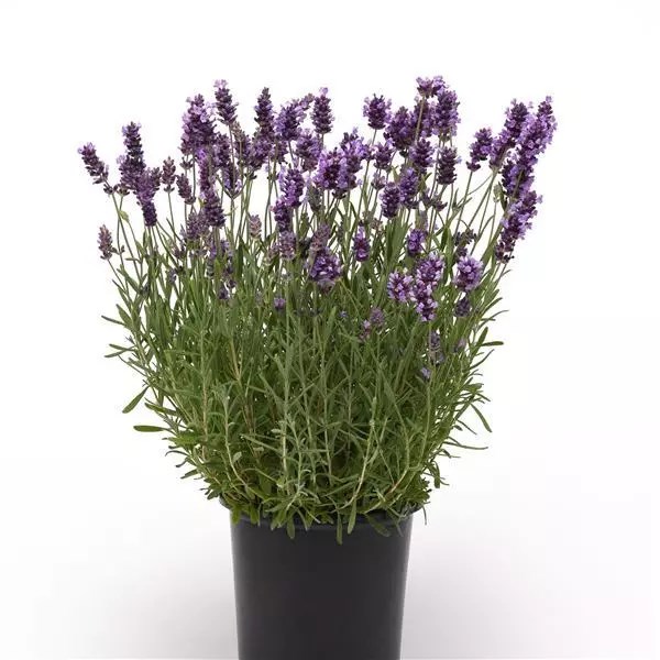 Лаванда узколистная Ellagance Purple - 5 шт 10740 - фото 1502
