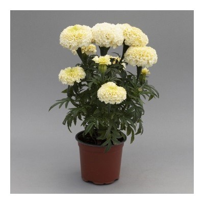 Бархатцы WhiteGold MAX - 5 шт 10189 - фото 1504