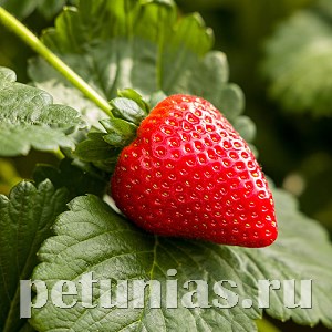 Клубника Estavana F1 -  3 шт 10021 - фото 1513