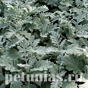 Цинерария морская карликовая Quicksilver - 10 шт 11235 - фото 1574