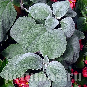 Плектрантус Silver Shield - 3 шт 10635 - фото 1579