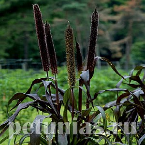 Пеннисетум Ornamental Millet Purple Baron - 3 шт 10633 - фото 1582