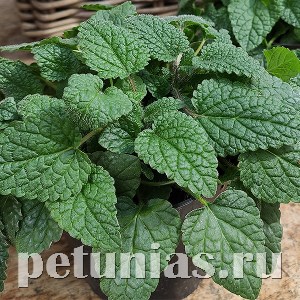 Мелисса лекарственная Mandarina - 5 шт 10789 - фото 1585