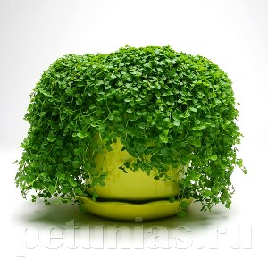 Мята декоративная Mini Mint - 5 шт 10790 - фото 1586