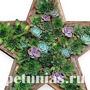 Молодило Hippie Chicks - 5 шт 10785 - фото 1587