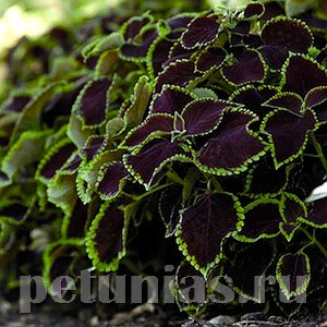 Колеус Premium Sun Chocolate Mint - 3 шт 10694 - фото 1589
