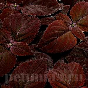 Колеус Premium Sun Dark Chocolate - 3 шт 10697 - фото 1592