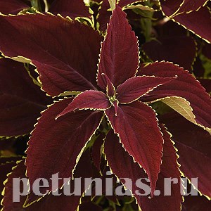 Колеус Premium Sun Ruby Heart - 3 шт 10700 - фото 1595
