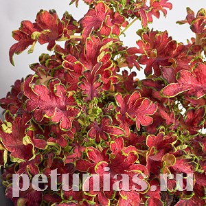 Колеус Colocha Rose - 5 шт 10701 - фото 1596