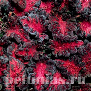 Колеус Dragon Black - 5 шт 10703 - фото 1598