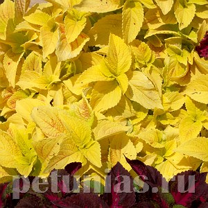 Колеус Wizard Golden  - 5 шт 10711 - фото 1608