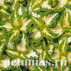 Колеус Wizard Jade - 5 шт 10712 - фото 1609
