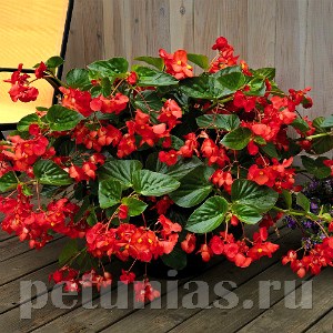 Бегония BIG DeluXXe Red Green Leaf - 3 шт 10314 - фото 1620