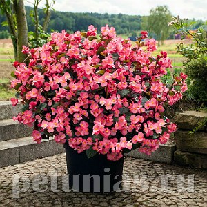 Бегония BIG DeluXXe Rose Bronze Leaf - 3 шт 10315 - фото 1621