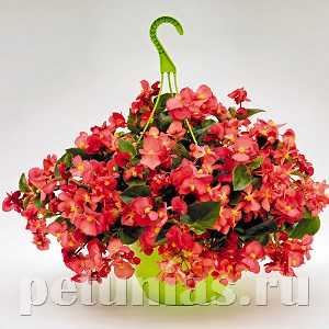 Бегония Big Rose Green Leaf - 3 шт 10323 - фото 1629