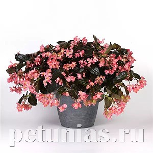 Бегония Dragon Wing Pink Bronze Leaf - 3 шт 10326 - фото 1634