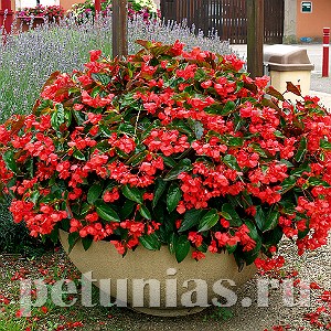 Бегония Dragon Wing Red - 3 шт 10327 - фото 1635