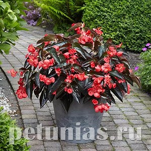 Бегония Dragon Wing Red Bronze Leaf - 3 шт 10328 - фото 1636