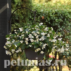 Бегония Dragon Wing White - 3 шт 10329 - фото 1637