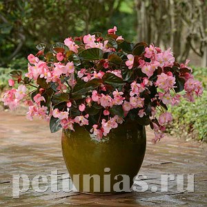 Бегония Megawatt Pink Bronze Leaf - 3 шт 10336 - фото 1646