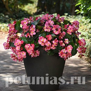 Бегония Megawatt Pink Green Leaf - 3 шт 10337 - фото 1647
